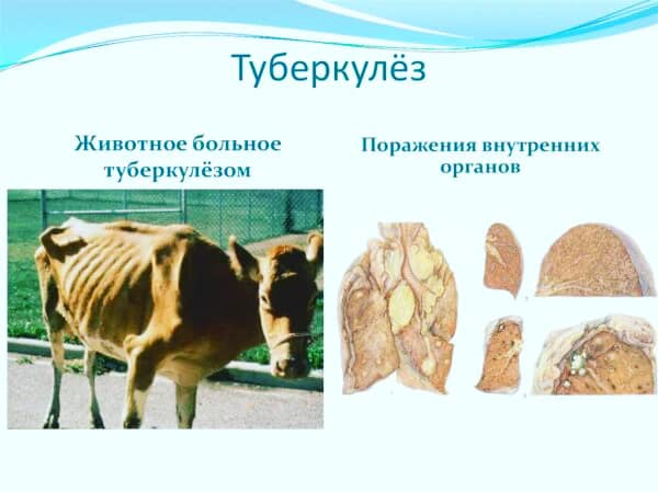 Туберкулёз крупного рогатого скота.